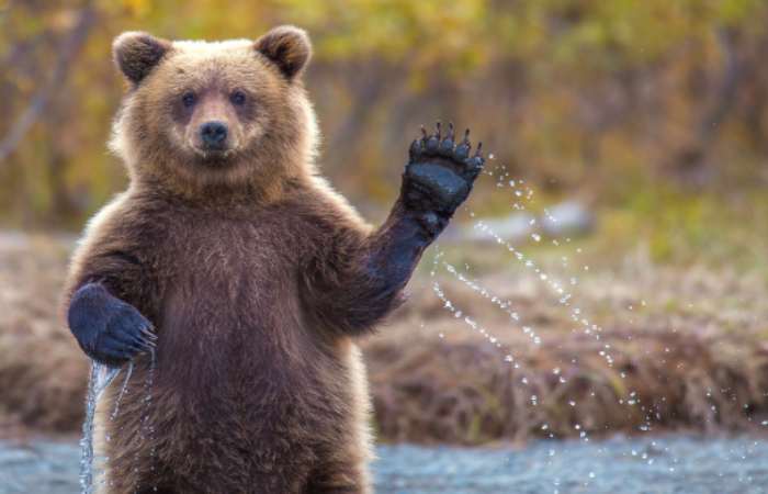What Do You Call A Bear With No Teeth