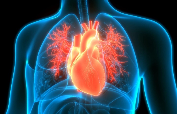 5. Promotes Heart Health