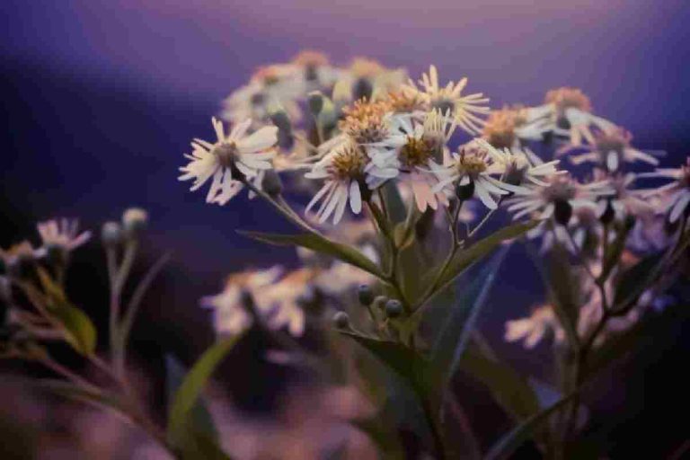 Sea Starwort Oil