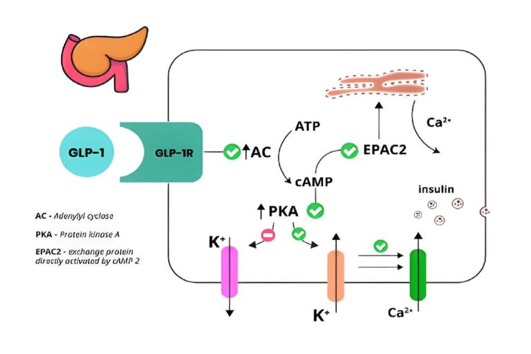 Peptide Pathways in Energy and Glucose Control